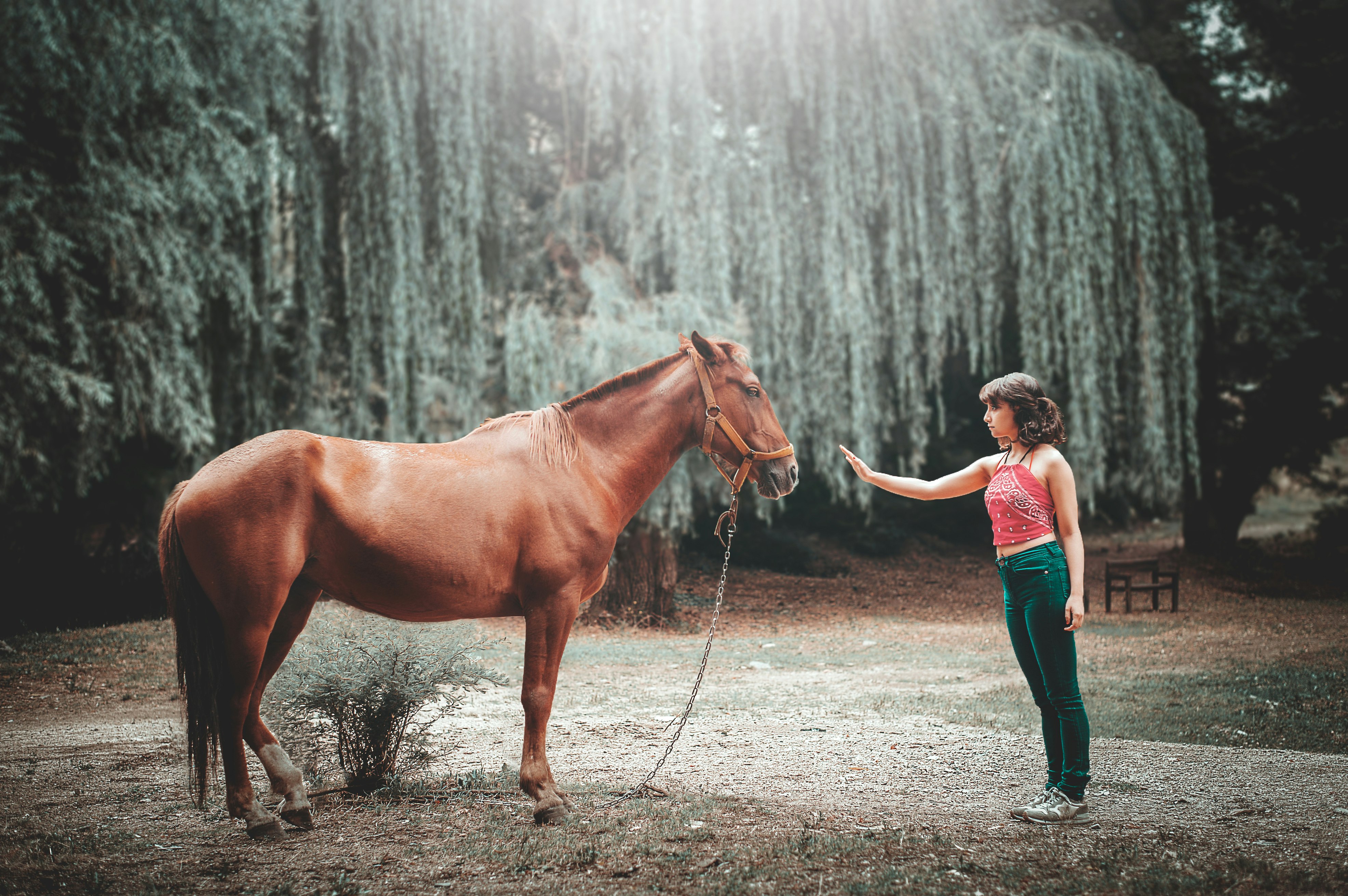 woman attempting to touch horse's face under tall tree during daytime